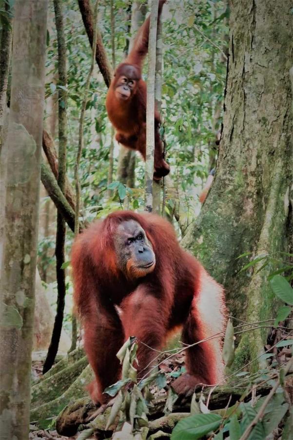 Bukit Lawang 호텔 외부 사진