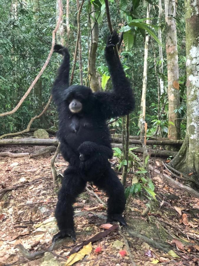 Bukit Lawang 호텔 외부 사진