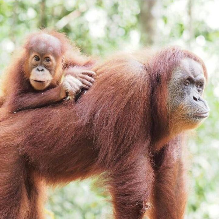 Bukit Lawang 호텔 외부 사진