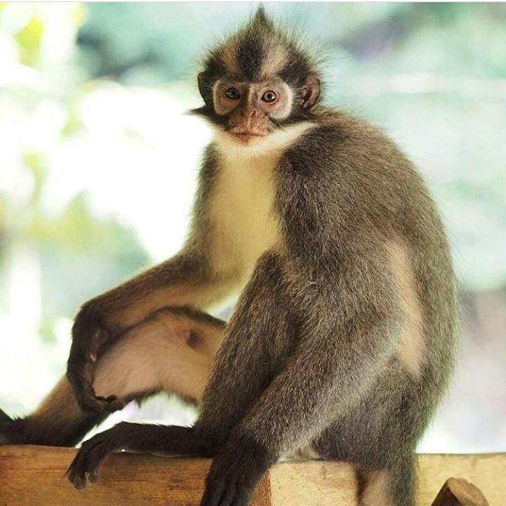 Bukit Lawang 호텔 외부 사진