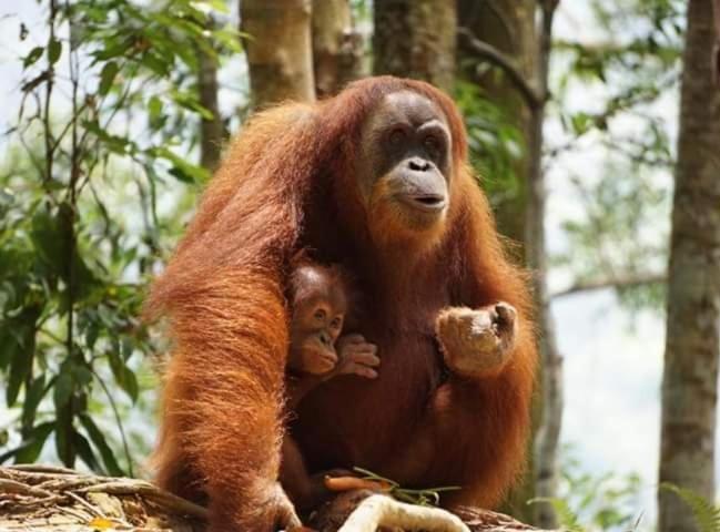 Bukit Lawang 호텔 외부 사진